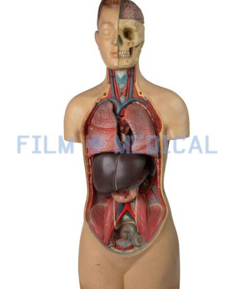 Anatomical Model of Male Torso On Teak Wood Base